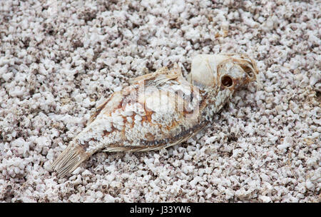 Dead fish on a bed of dried fish bones Stock Photo