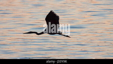 Silhouette of great blue heron flying over water Stock Photo