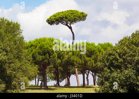 Curious maritime pine. Villa Pamphili park. Rome, Italy. Stock Photo