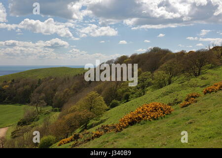 Bright orange springtime gorse and fresh sweeping landscape south westerly towards Swyre Head Dorset UK Stock Photo