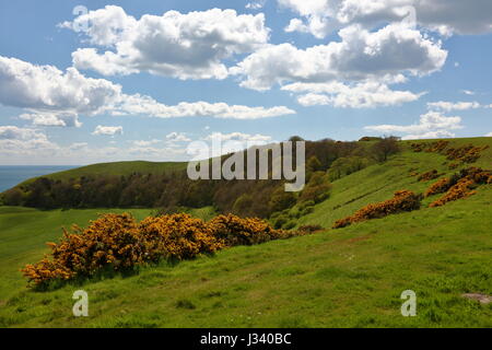 Bright orange springtime gorse and fresh sweeping landscape south westerly towards Swyre Head Dorset UK Stock Photo