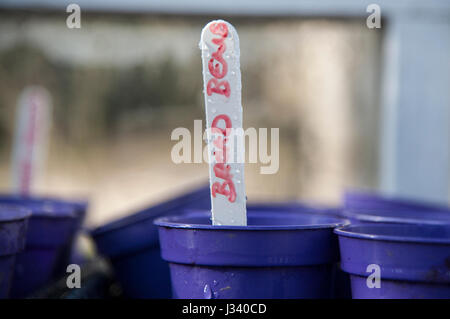 Tipping compost in to a hole ready for planting flower bulbs, Chipping, Lancashire. Stock Photo