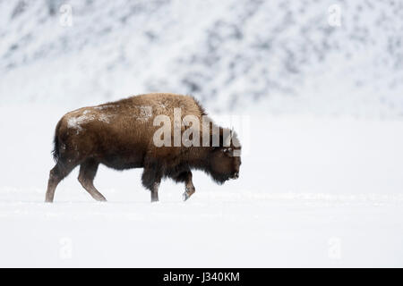 American bison / Amerikanischer Bison ( Bison bison ) bull in winter, walking through snow, Yellowstone Area, Montana, USA. Stock Photo