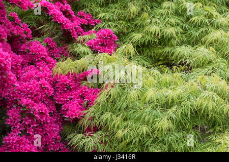 Azalea Rhs Rhododendron hinodegiri and Acer palmatum dissectum. Flowering Azalea ...
