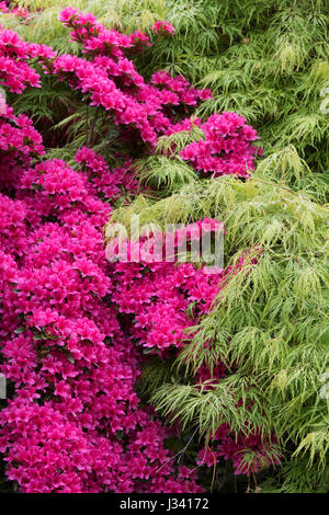 Azalea Rhs Rhododendron hinodegiri and Acer palmatum dissectum. Flowering Azalea ...