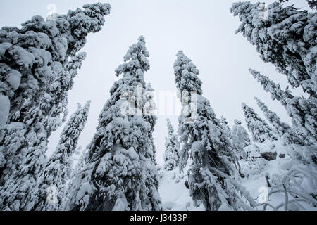 Trees with crown snow load in Koli National Park, Finland Stock Photo