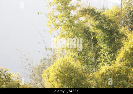 Bamboo grove, bamboo forest natural green background Stock Photo