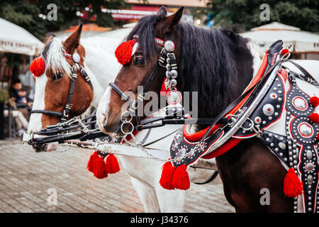 Krakow, Poland - 19th October 2016. Closeup of a pair of horses in Krakow's main square used for pulling traditional horse-drawn carriages in the town Stock Photo