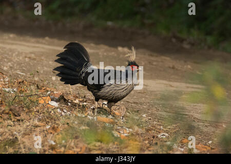 Kalij Pheasant (Lophura leucomelanos) Stock Photo