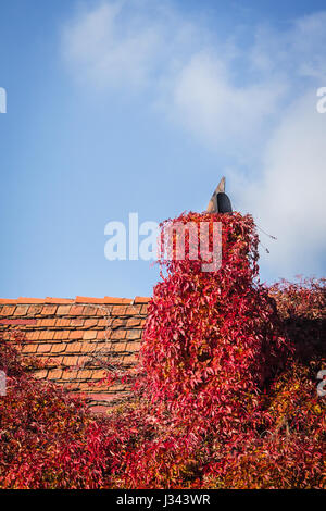 Tiled roof of a house and chimney almost completely covered with the leaves of a creeper plant turned red in autumn. Blue skies and puffy white clouds Stock Photo