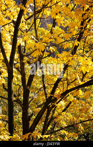Brightly coloured yellow leaves on a tree with dark contrasting branches. Stock Photo