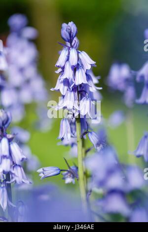 Closeup of bluebell flowers blue bell garden Stock Photo