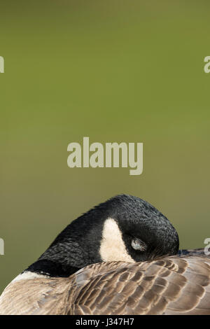 Close up head of Cackling Canada Goose Branta canadensis minimus sleeping with eyes closed against green background Stock Photo