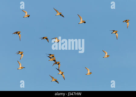 Small flock of European Golden Plover Pluvialis apricaria in flight against blue sky Stock Photo
