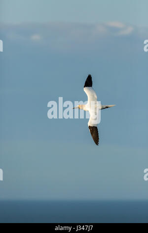 Northern Gannet Morus bassanus with wings outstretched flying over sea with clouds in background Stock Photo
