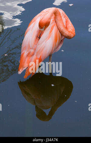 Pink flamingo Phoenicopterus in captivity grooming itself while standing in a lagoon, Granby Zoo, Eastern Townships, Quebec, Canada Stock Photo