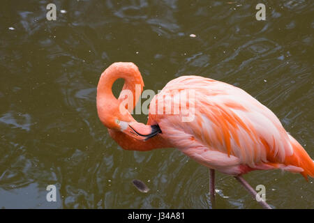 Pink flamingo Phoenicopterus in captivity grooming itself while standing in a lagoon, Granby Zoo, Eastern Townships, Quebec, Canada Stock Photo