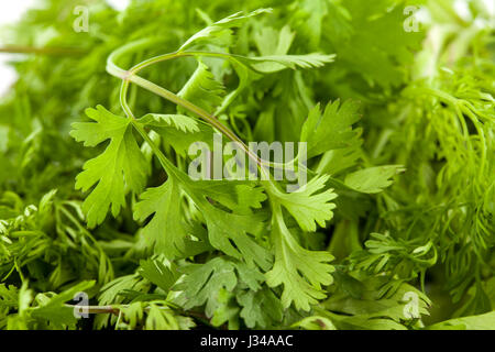 Coriander (Coriandrum sativum) isolated in white background Stock Photo