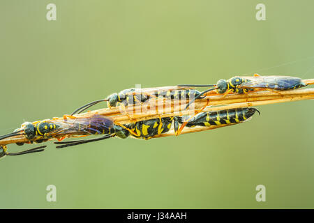 Male Thynnid Wasps (Myzinum sp.) congregate on vegetation during low temperatures of early morning, waiting for females. Stock Photo