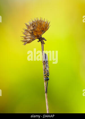 A male Thynnid Wasp (Myzinum sp.) roosts under the mature seedhead of a coastal plain honeycombhead (Balduina angustifolia) in early morning. Stock Photo