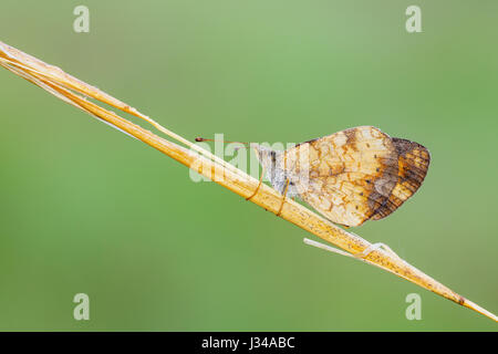 A dew covered Pearl Crescent (Phyciodes tharos) butterfly perches on its overnight roost on a plant stem early in the morning. Stock Photo