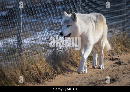 Arctic Wolf pacing a fence in a wildlife park. Stock Photo