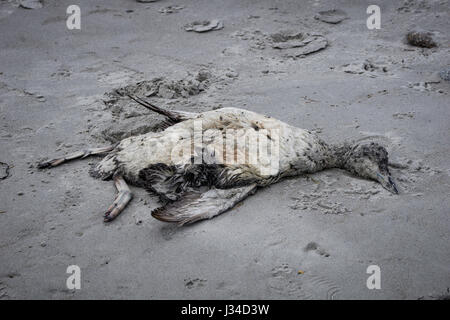 A dead sea bird on a sandy beach. Stock Photo