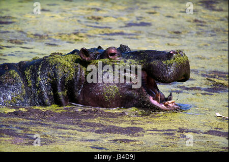 Hippo at Sweni River, Kruger National Park, South Africa Stock Photo