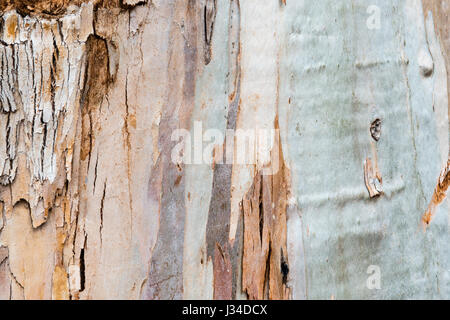 The colorful bark of a eucalyptus tree in Monterey, CA, USA. Stock Photo