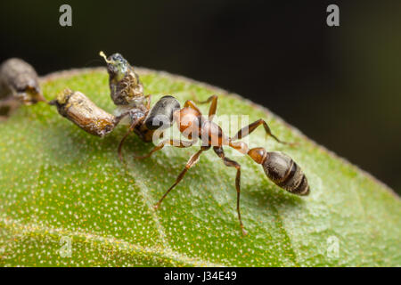 A Graceful Twig Ant (Pseudomyrmex gracilis) holds on to its caught larval prey. Stock Photo