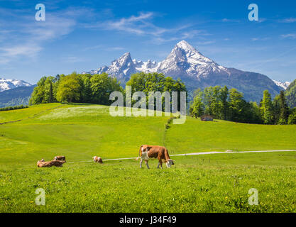 Idyllic summer landscape in the Alps with cows grazing on fresh green mountain pastures and snow capped mountain tops in the background Stock Photo