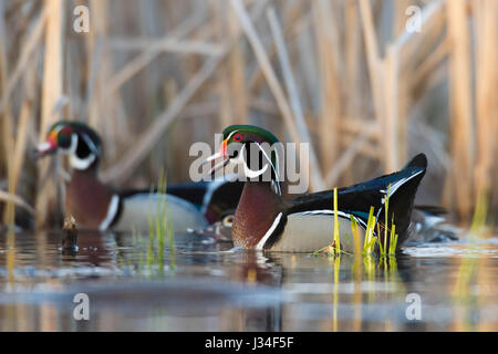 Drake Wood Duck on a spring morning Stock Photo