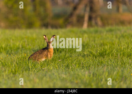 Horizontal photo with young wild hare which sits on the spring green meadow, eats a grass and look into the camera. Animal has nice light brown fur an Stock Photo