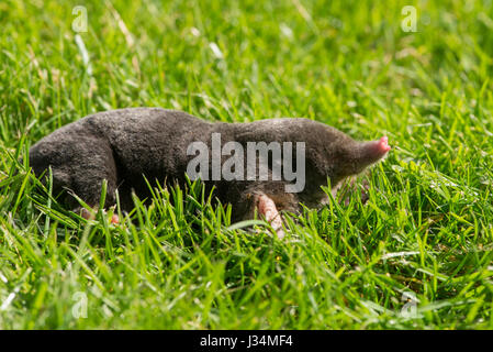 European mole,Talpa europaea, on a garden lawn, Chipping, Lancashire. Stock Photo