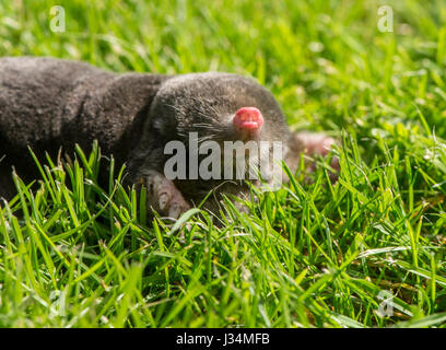 A European mole,Talpa europaea, on a garden lawn, Chipping, Lancashire. Stock Photo