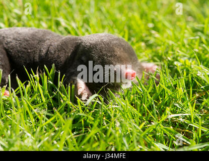 A European mole,Talpa europaea, on a garden lawn, Chipping, Lancashire. Stock Photo