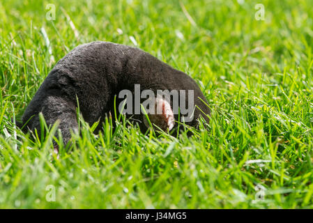 A European mole,Talpa europaea, on a garden lawn, Chipping, Lancashire. Stock Photo