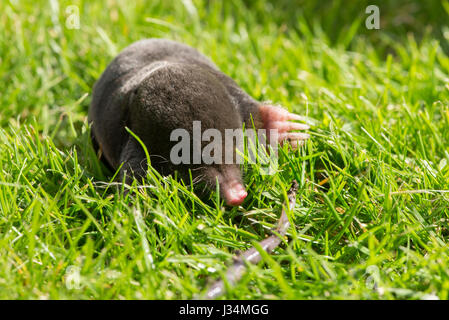 A European mole,Talpa europaea, on a garden lawn, Chipping, Lancashire. Stock Photo