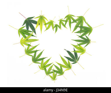 Heart shaped frame made from green cannabis leaves isolated on white - medical merijuana concept Stock Photo