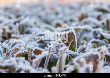 Detail of frozen leaves of a bush, with visible ice crystals formed on the edges of the leaves Stock Photo