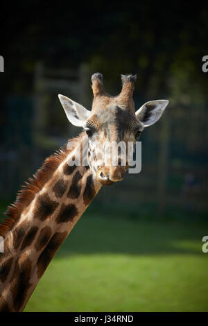 Giraffe at Blackpool Zoo Stock Photo