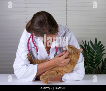 Model released image with female veterinarian examining male orange tabby cat on exam table Stock Photo