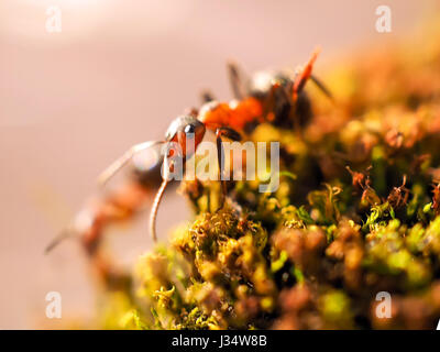 Black ant on green moss while explorer small world.