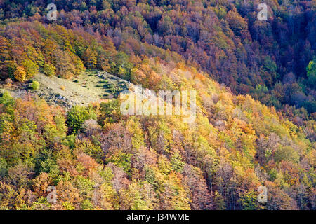 Autumn colours of the beech forest in Pollino National Park Stock Photo