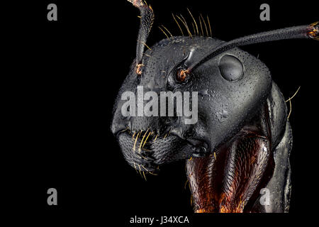 Extreme macro portrait of an ant, sharp and detailed, magnified 4 times through a microscope objective. The width of the frame is 5mm.