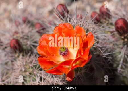 Beautiful blooming wild desert cactus flowers Stock Photo