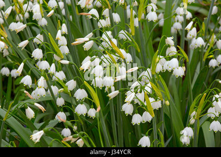 Loddon Lily  Leucojum aestivum Family - Amaryllidaceae Also known as - Summer/Giant Snowflake Stock Photo