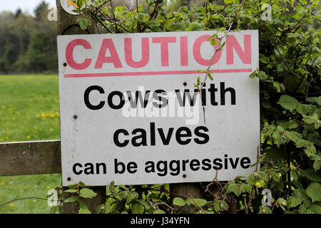 A 'Caution Cows with calves can be aggressive' sign beside a field in Buckinghamshire, UK. Stock Photo