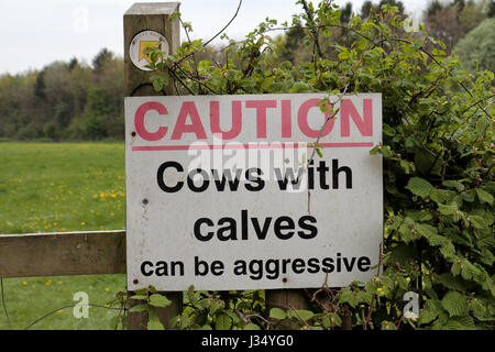 A 'Caution Cows with calves can be aggressive' sign beside a field in Buckinghamshire, UK. Stock Photo