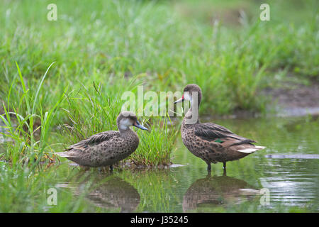 Galapagos white-cheeked pintail ducks in a wetland (Anas bahamensis galapagensis) Stock Photo